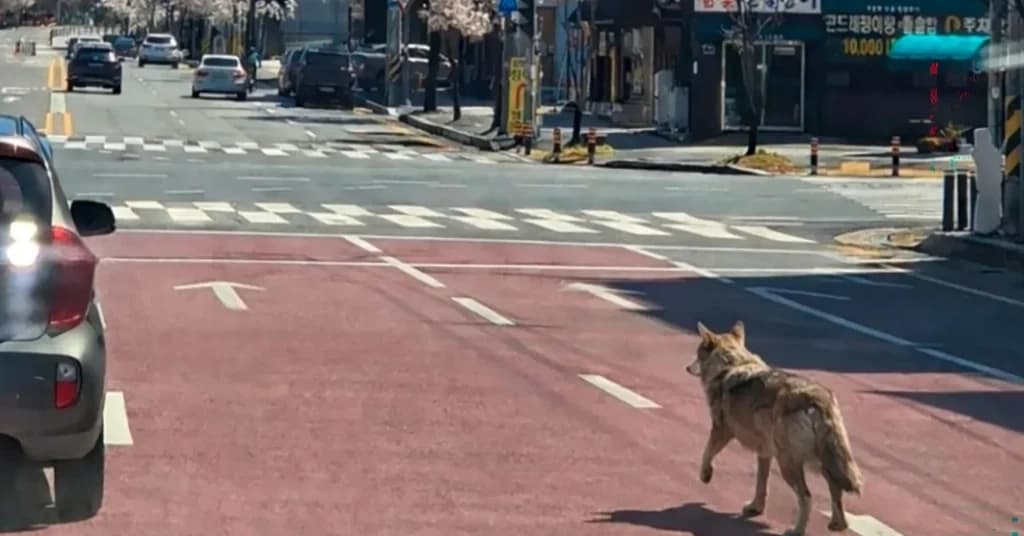 AI Wolf Photo Arrest Sparks Legal Debate in South Korea